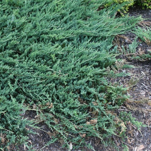 Juniperus horizontalis 'Jade River' - Roomav kadakas 'Jade River'
